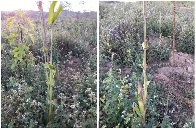 Why Yunnan’s Lahu people hunts the Tiger but saves the Gaur? | KFBG